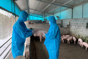 Thủ tướng chỉ đạo khẩn về phòng chống dịch tả lợn châu Phi