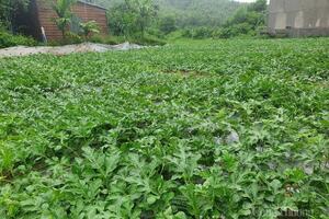 Đà Nẵng: Tiêu thụ hơn 25 tấn dưa Trường Định 'chạy bão'