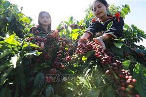 Bản tin nông sản hôm nay (9-11): Giá cà phê trong nước đồng loạt tăng mạnh