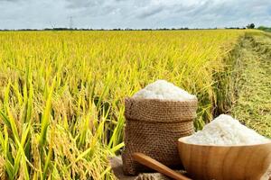 Giá lúa gạo hôm nay ngày 10/11: Thị trường lặng sóng