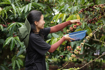Giá cà phê hôm nay 30/6/2025, thị trường đi ngang