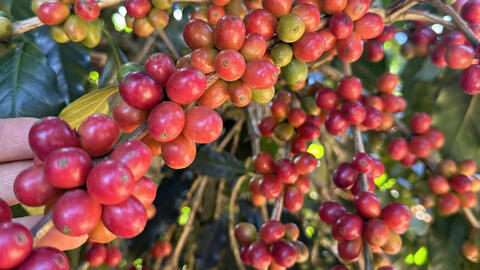 Giá cà phê Robusta tăng hơn 1,1% lên mức 3.660 USD/tấn