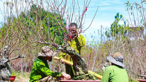 Ngắm vườn đào Bắc chờ xuân trên vùng đất Tây Nguyên