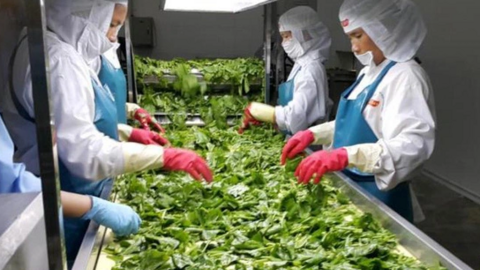 Rau quả dự kiến mang về hơn 5,6 tỷ USD xuất khẩu