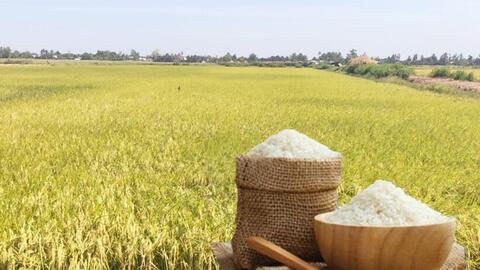 Giá lúa gạo hôm nay ngày 11/7: Thị trường lặng sóng