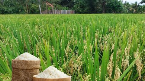 Giá lúa gạo hôm nay ngày 14/7: Gạo nguyên liệu xuất khẩu tăng