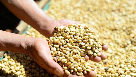 Giá cà phê hôm nay 8/8/2025: Thị trường nội địa quay đầu giảm nhẹ