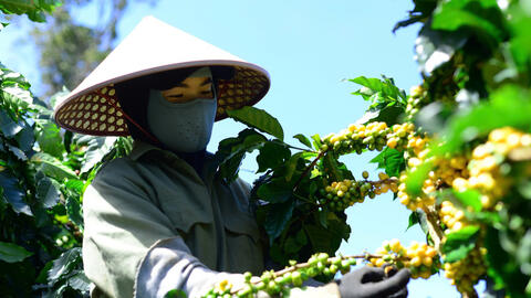 Giá cà phê hôm nay 9/8/2025: Thị trường trong nước tăng trở lại