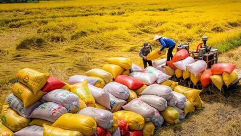 Duy trì đà xuất khẩu, gạo Việt khẳng định lợi thế nhờ chất lượng
