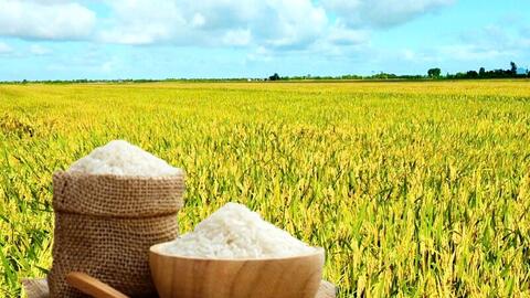 Giá lúa gạo hôm nay ngày 2/9: Gạo đi ngang, lúa tươi chững giá