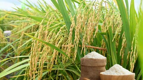 Giá lúa gạo hôm nay ngày 6/9: Gạo đi ngang, lúa tươi chững giá