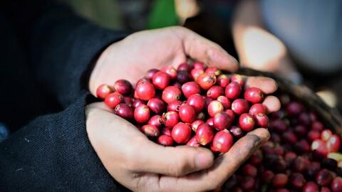 Thị trường cà phê: Tăng mạnh trong nước, thế giới khởi sắc