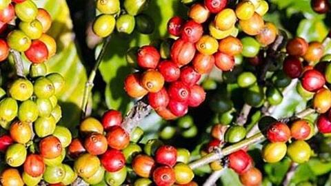 Giá cà phê Arabica và Robusta đồng loạt tăng trở lại