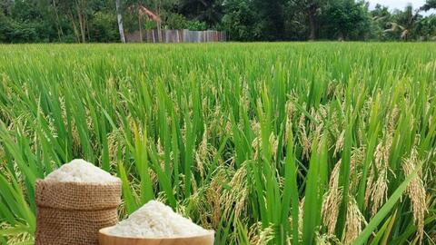 Giá lúa gạo hôm nay ngày 5/10 và tuần qua: Gạo đi ngang, lúa tăng mạnh