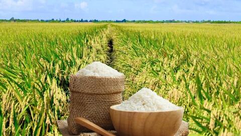 Giá lúa gạo hôm nay ngày 15/10: Gạo xuất khẩu biến động
