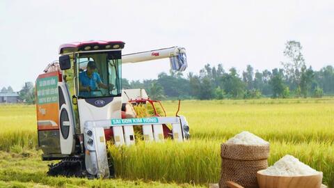 Giá lúa gạo hôm nay ngày 23/10: Lúa tươi đồng loạt giảm mạnh