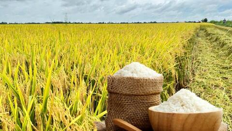 Giá lúa gạo hôm nay ngày 10/11: Thị trường lặng sóng