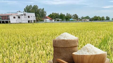 Giá lúa gạo hôm nay ngày 9/11 và tuần qua: Lúa tươi đồng loạt giảm