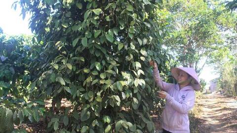 Lý giải nguyên nhân Việt Nam giữ vững 'ngôi vương' hồ tiêu thế giới