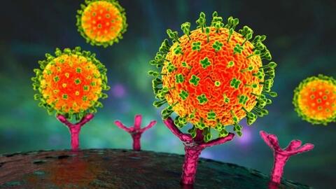 Virus Nipah gây tử vong cao, Việt Nam tăng cường ứng phó