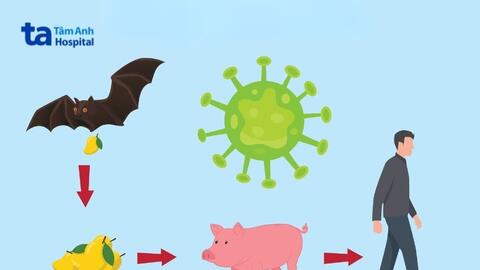 Cục Quân y hướng dẫn phòng, chống bệnh do virus Nipah