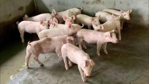 Giá heo hơi hôm nay 23/3/2026: Biến động trái chiều