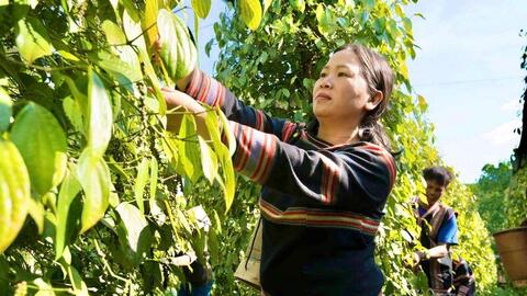 Giá tiêu hôm nay 10/5/2026: Bật tăng vài nơi