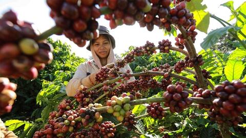 Bản tin nông sản hôm nay (24-5): Giá cà phê tăng
