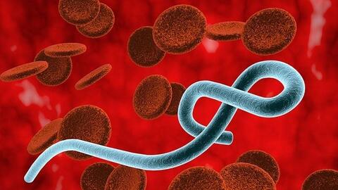Bộ Y tế ban hành tài liệu chuyên môn hướng dẫn chẩn đoán và điều trị bệnh do virus Ebola