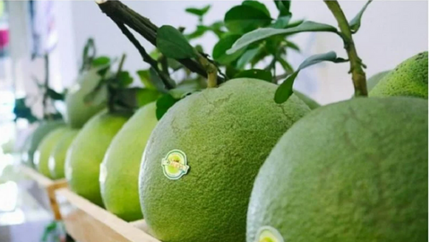 Xuất khẩu quả bưởi, chanh sang Trung Quốc: Cơ hội đi cùng áp lực