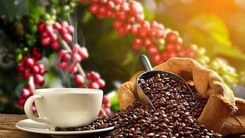 Bản tin nông sản hôm nay (1-6): Giá cà phê trong nước chấm dứt chuỗi tăng