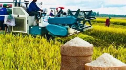 Đồng Tháp tăng tốc xuất khẩu nông, lâm, thủy sản đạt trên 3 tỷ USD