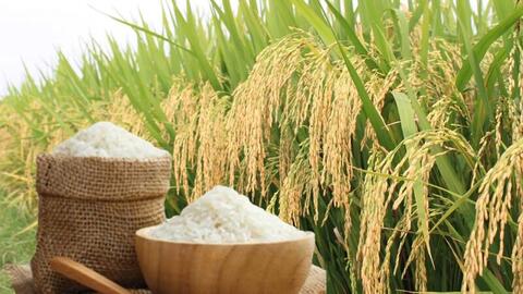 Giá lúa gạo hôm nay ngày 21/6, tuần qua: Lúa, gạo xuất khẩu biến động