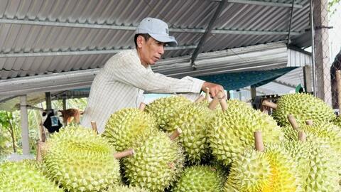 Xuất khẩu rau quả đạt 3,65 tỷ USD sau 6 tháng năm 2026
