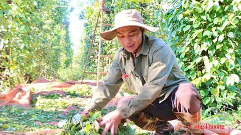 Giá tiêu hôm nay 19/7/2026: Đi ngang phiên cuối tuần
