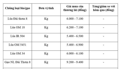 Giá lúa gạo hôm nay ngày 1/8/2026: Gạo thơm Jasmine tăng 2.000 đồng/kg