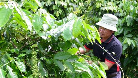 Bản tin nông sản hôm nay (5-8): Giá cà phê chững lại, hồ tiêu ổn định
