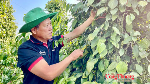 Giá tiêu hôm nay 9/8/2026: Bất ngờ giảm mạnh 2.000 đồng/kg
