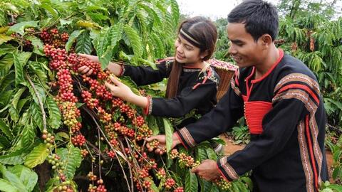 Bản tin nông sản hôm nay (7-9): Giá cà phê giảm, giá hồ tiêu ổn định
