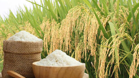 Giá lúa gạo hôm nay ngày 13/9/2026, tuần qua: Lúa tươi đồng loạt giảm