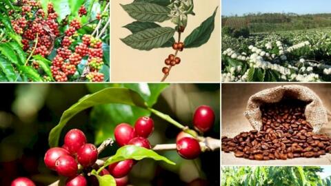 Bản tin nông sản hôm nay (16-9): Giá cà phê bật tăng, hồ tiêu đứng giá