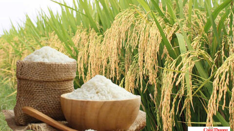 Giá lúa gạo hôm nay ngày 4/10, tuần qua: Lúa - gạo xuất khẩu biến động