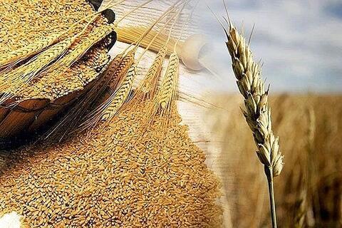Giá lúa mì tăng mạnh do lo ngại thời tiết, nguồn cung thắt chặt