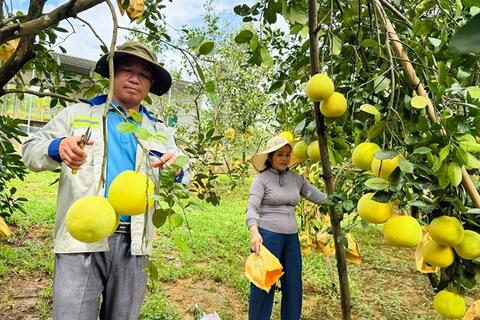 Bưởi Việt Nam đã rộng cửa vào thị trường Australia