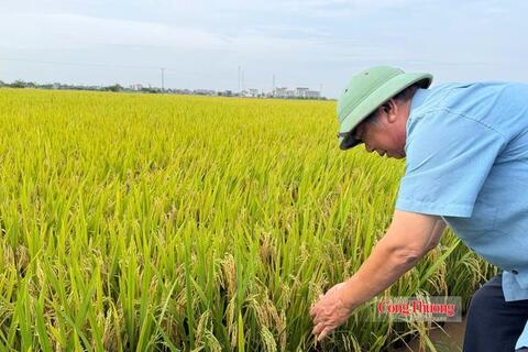 Giữ giá lúa để giữ giá trị hạt gạo Việt