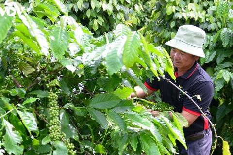 Bản tin nông sản hôm nay (20-8): Giá cà phê tiếp tục tăng