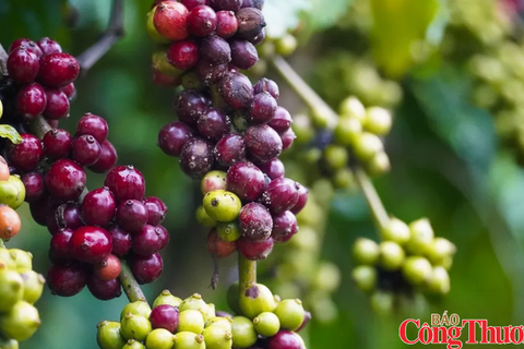 Nguồn cung thắt chặt đẩy giá cà phê thế giới đồng loạt tăng mạnh