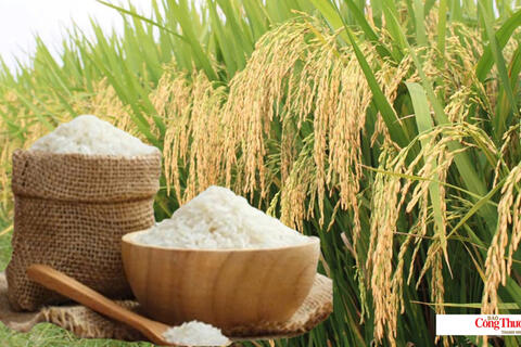Giá lúa gạo hôm nay ngày 4/10, tuần qua: Lúa - gạo xuất khẩu biến động