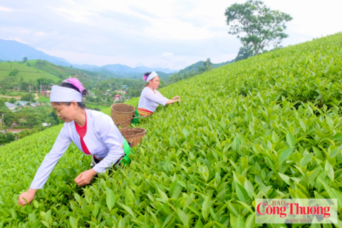 Phú Thọ: Phát huy lợi thế vùng chè, nâng tầm sản phẩm OCOP