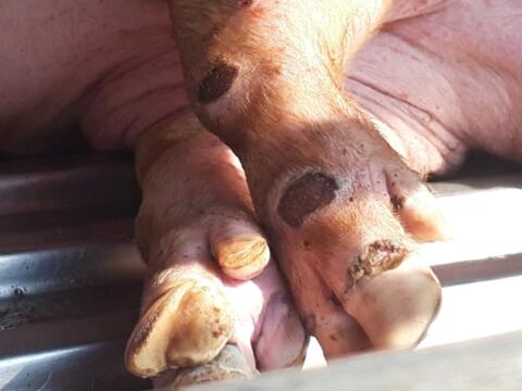 Ngăn chặn nguy cơ dịch lở mồm long móng xâm nhập vào Việt Nam